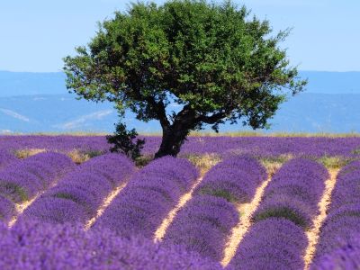 Cotes Du Ventoux Cycling