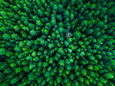 Carbon Management