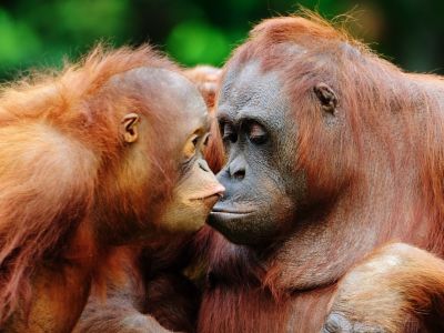 Orangutans in Borneo