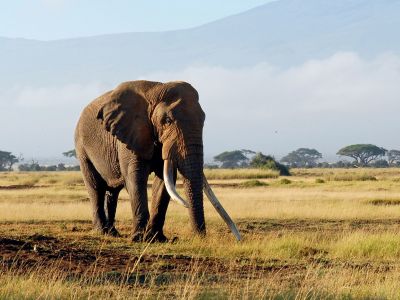 Kenya