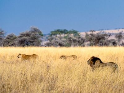 Serengeti Safaris