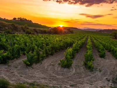 Rioja vineyard at sunset - shutterstock_1086702299
