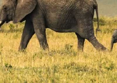 Elephants