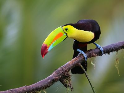 Costa Rica