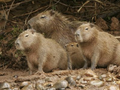 Capybara