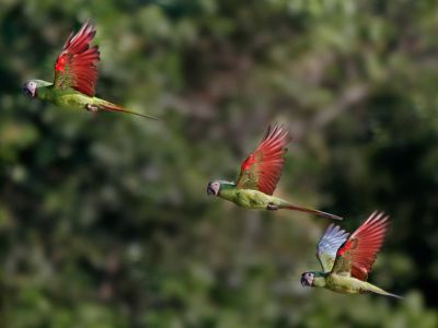 Macaws