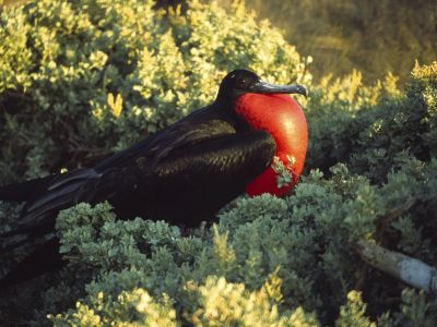 Magnificent Frigate bird