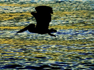 Pelican in flight