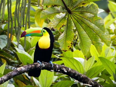 Toucan Costa Rica