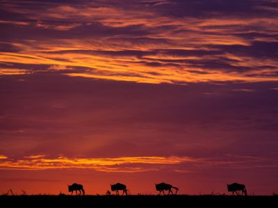 Classic Kenya Safari