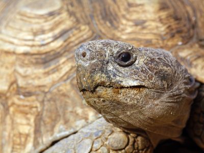 Giant tortoise