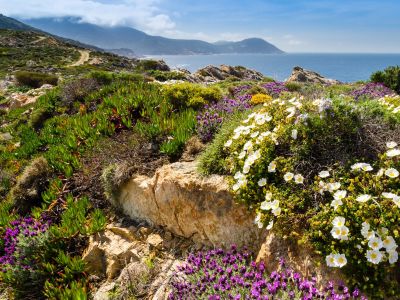maquis-calvi-corsica