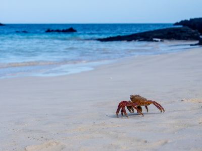 Sally lightfoot crab