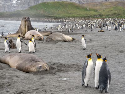 antarctica south georgia