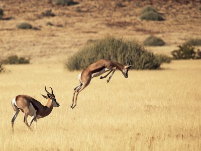 Etosha National Park