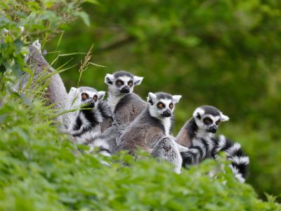 Lemur