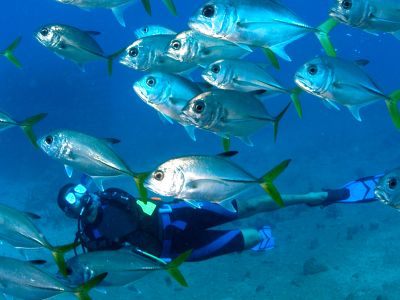 ss_us_1780_0418_blog-best-diving-in-the-caribbean_16x9_1_1