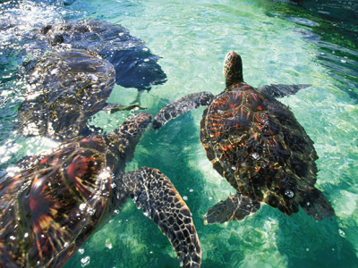 6 Snorkeling Tips for First Timers When Visiting Hawaii