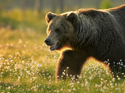 Alaskan Discovery Tour