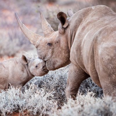 Animal Welfare with Enchanting Travels