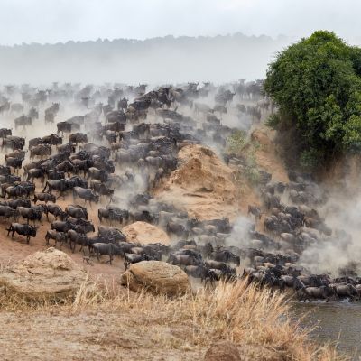 Danke Grosse Tierwanderung Webinar März 2025
