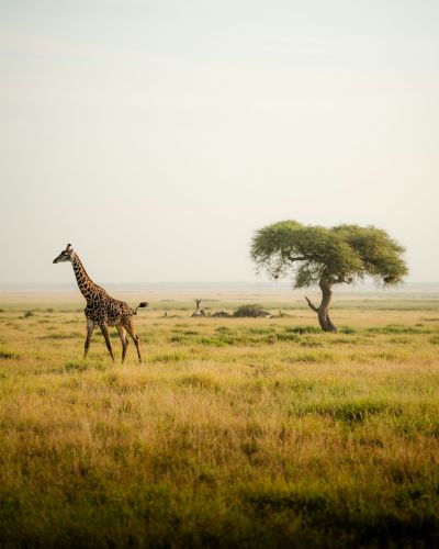 Landing Page – Display Ads: Africa (Jan26)