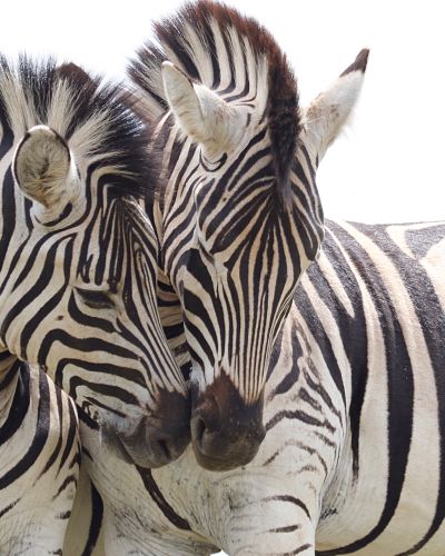 Zebras-South-Africa