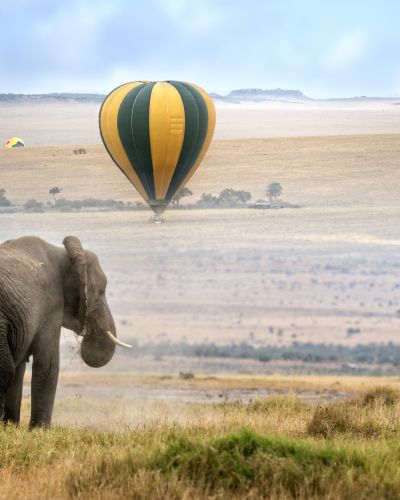 african-elephant-foggy-morning-hot-air