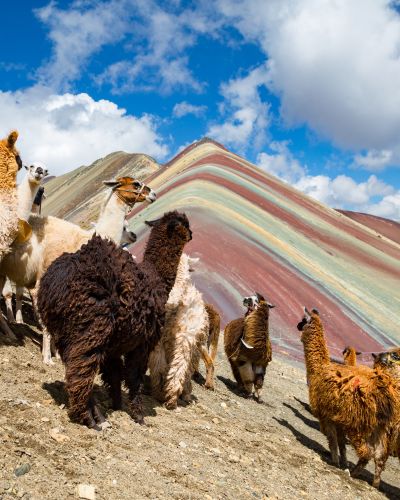llamas looking to the rainbow mountain-Vinicunca-Mountain-Peru-Cusco