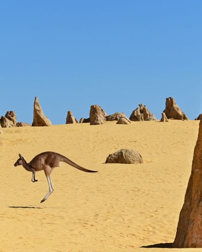 One-western-grey-kangaroos-hopping-in-the-Pinnacles-Desert-near-Cervantes-in-Western-Australia