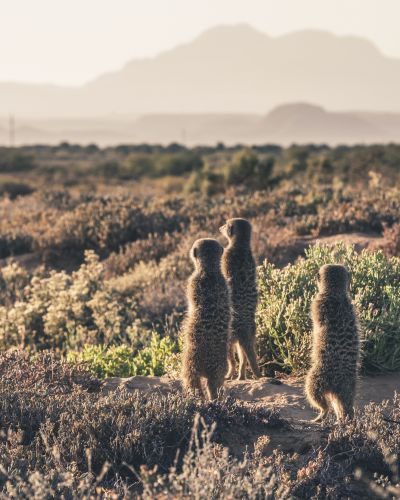 Südafrika: Kapregion mit Tsitsikamma