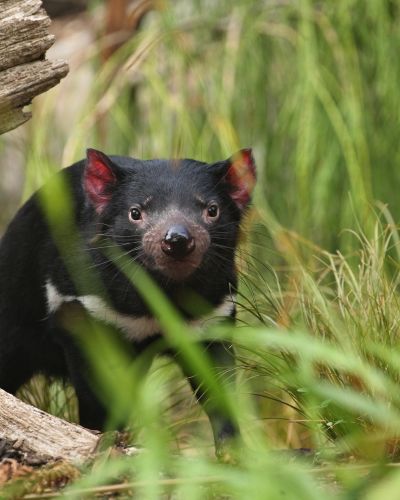 Australien Roadtrip: Tasmaniens Naturwunder