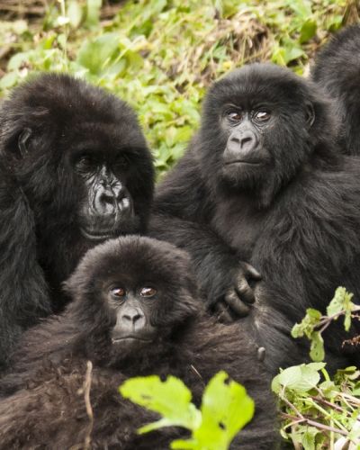 Gorilla Trekking, Rwanda, Africa