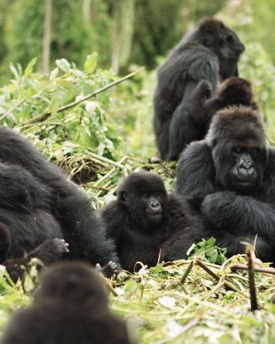 Gorilla trekking at Mountain Gorilla View, Rwanda
