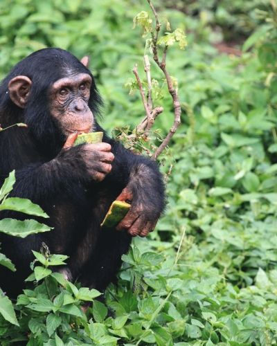 Uganda ist das zuhause vieler Primatenarten
