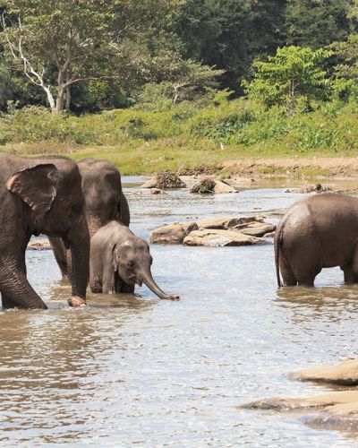 Sri Lanka: Kultur, Safaris und Strand