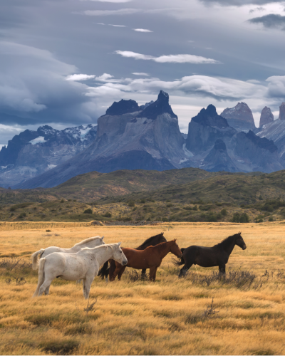 Argentina & Chile Newsletter - Torres del Paine National Park, Patagonia, Chile