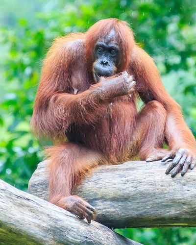 Asia Danum Valley Malaysia Tours Enchanting Travels