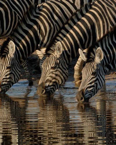Botswana Safari: Im Paradies der wilden Tiere