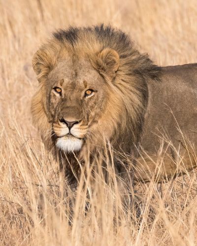 Best of Botswana: Okavango Delta and Chobe