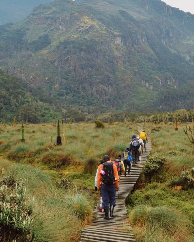 Lower Bigo Bog Rwenzori Mountains, Kabarole, Rwenzori Mountains National Park, Uganda, Africa