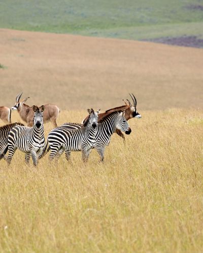 Roan Antilope and zebra at Nyika plateau, Malawi, Africa