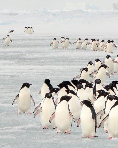 Enchanting Travels Antarctica Tours Annual migration of Adélie penguins