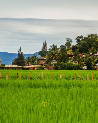 Rural scene of Samosir Island Indonesia, Asia Tours