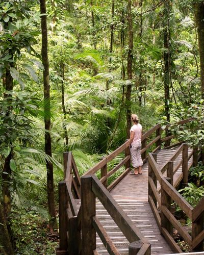 Enchanting Travels - Australia Tours-Daintree National Park, rainforest scenery in Queensland
