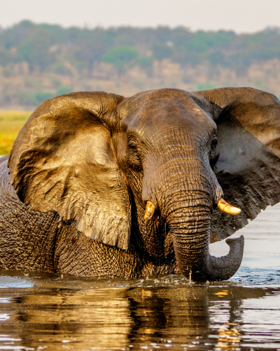 Botswana Safari: Your Wildest Dreams