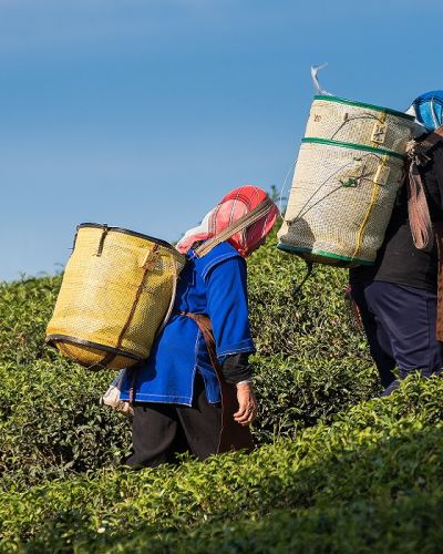 Enchanting Travels East India Tours Tea Gardens