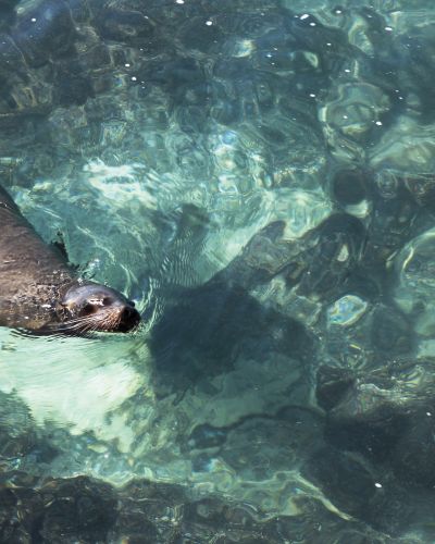 Sea lion swimming in the crystal clear green waters near the coast of the island of San Cristobal, Galapagos Islands, Ecuador, South America