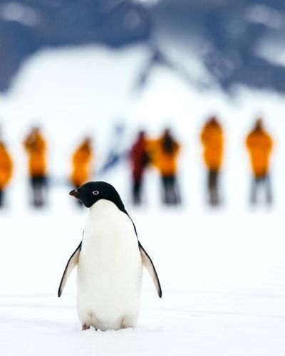 Antarktis Express: Höhepunkte der Antarktis mit Flug über die Drake-Passage