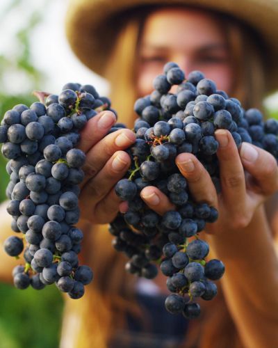 Enchanting Travels France Tours September to harvest vineyards